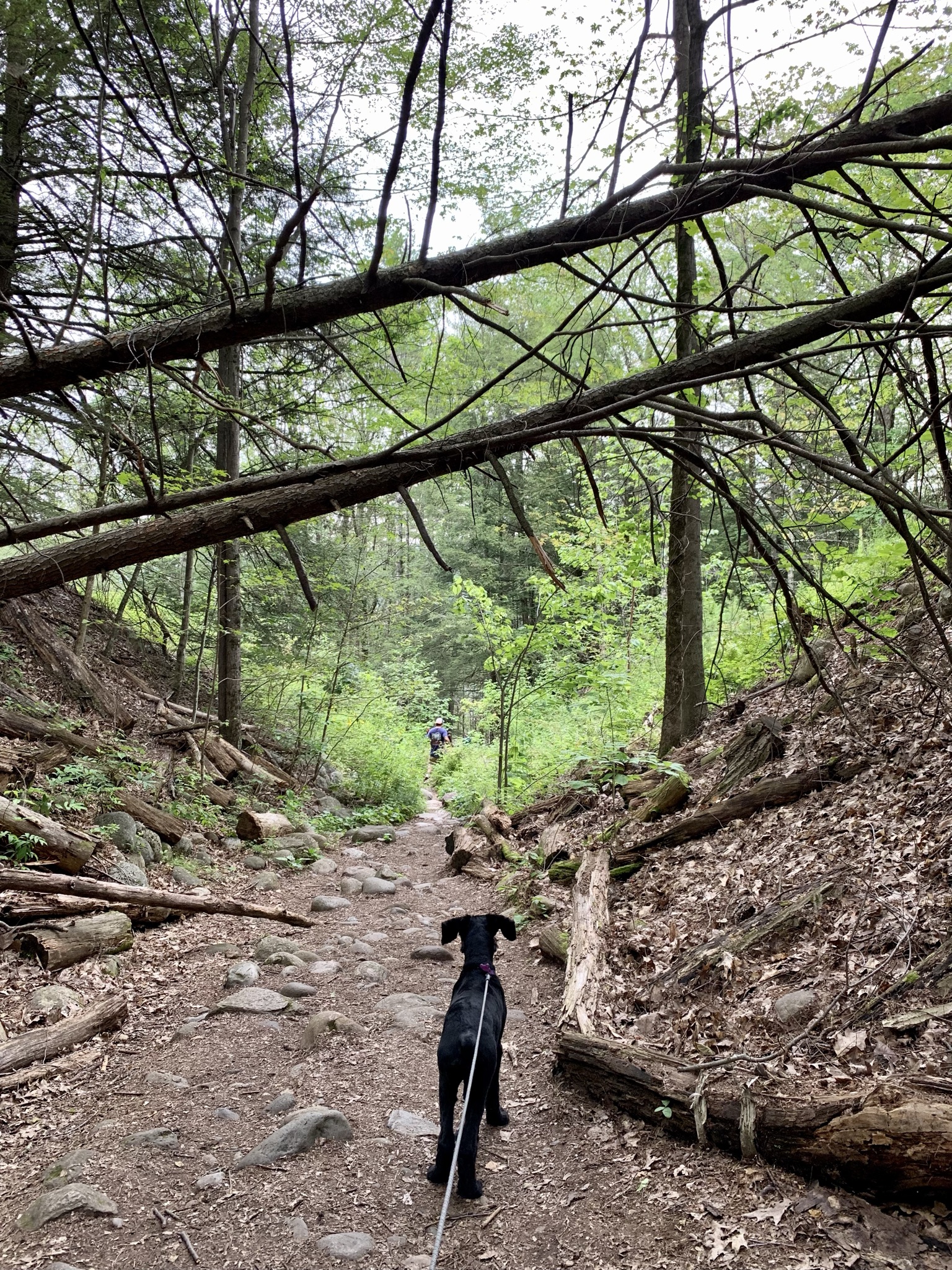 dog hiking